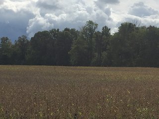 Property photo 3 - FARMLAND AUCTION - 193+/- ACRES IN 3 TRACTS IN CLARK COUNTY